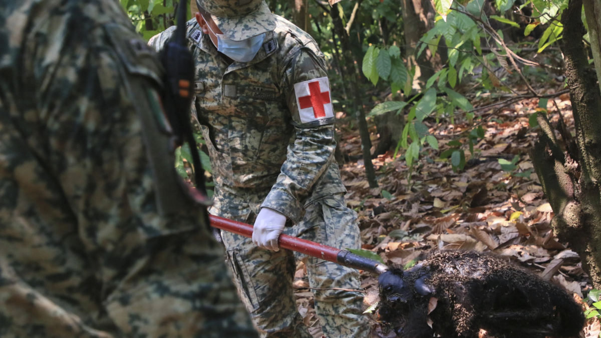 A soldier removes the body of a howler monkey that died amid extremely high temperatures in Tecolutilla, Tabasco state, Mexico, 21 May 2024. Photo: Luis Sanchez / AP Photo