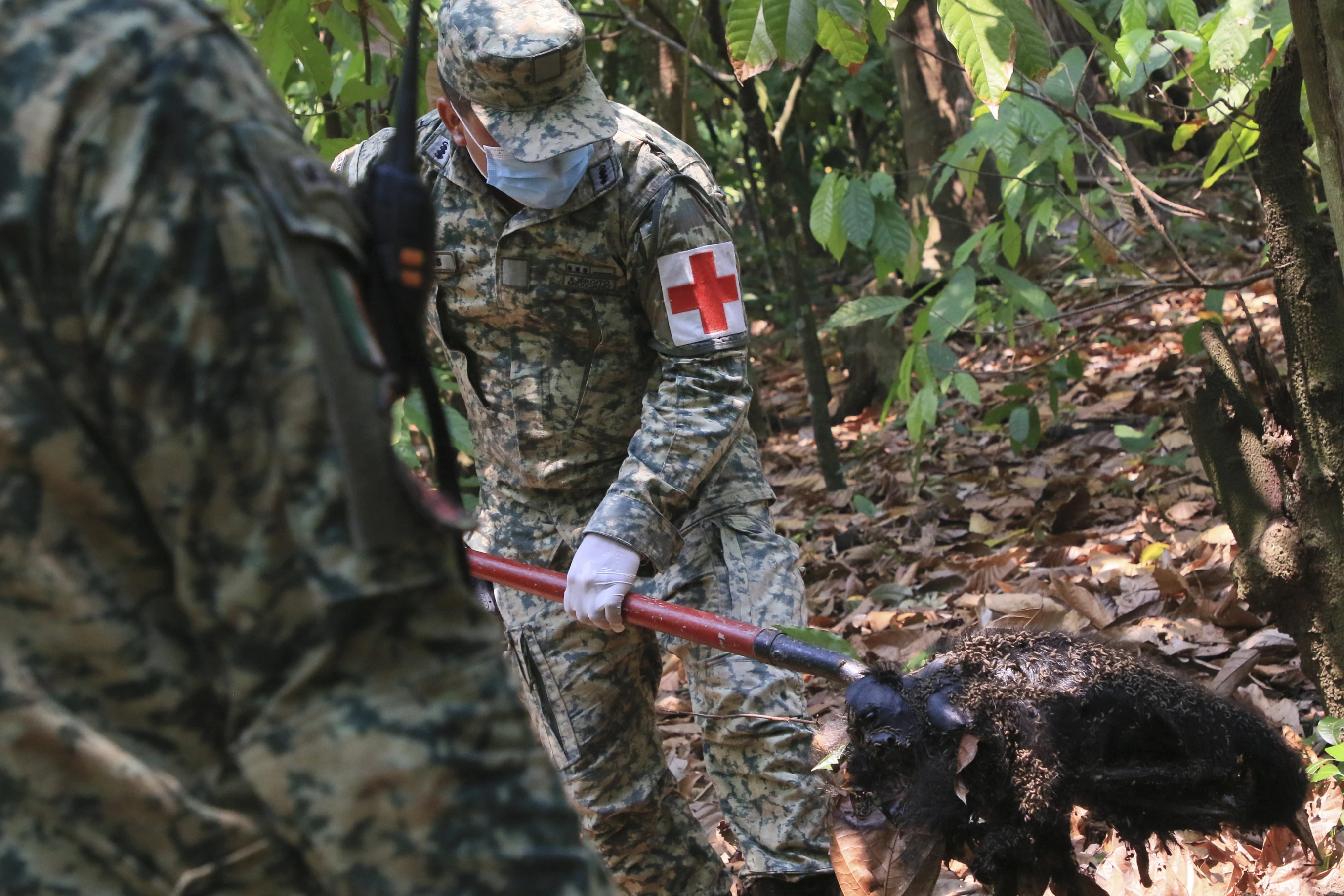 A soldier removes the body of a howler monkey that died amid extremely high temperatures in Tecolutilla, Tabasco state, Mexico, 21 May 2024. Photo: Luis Sanchez / AP Photo