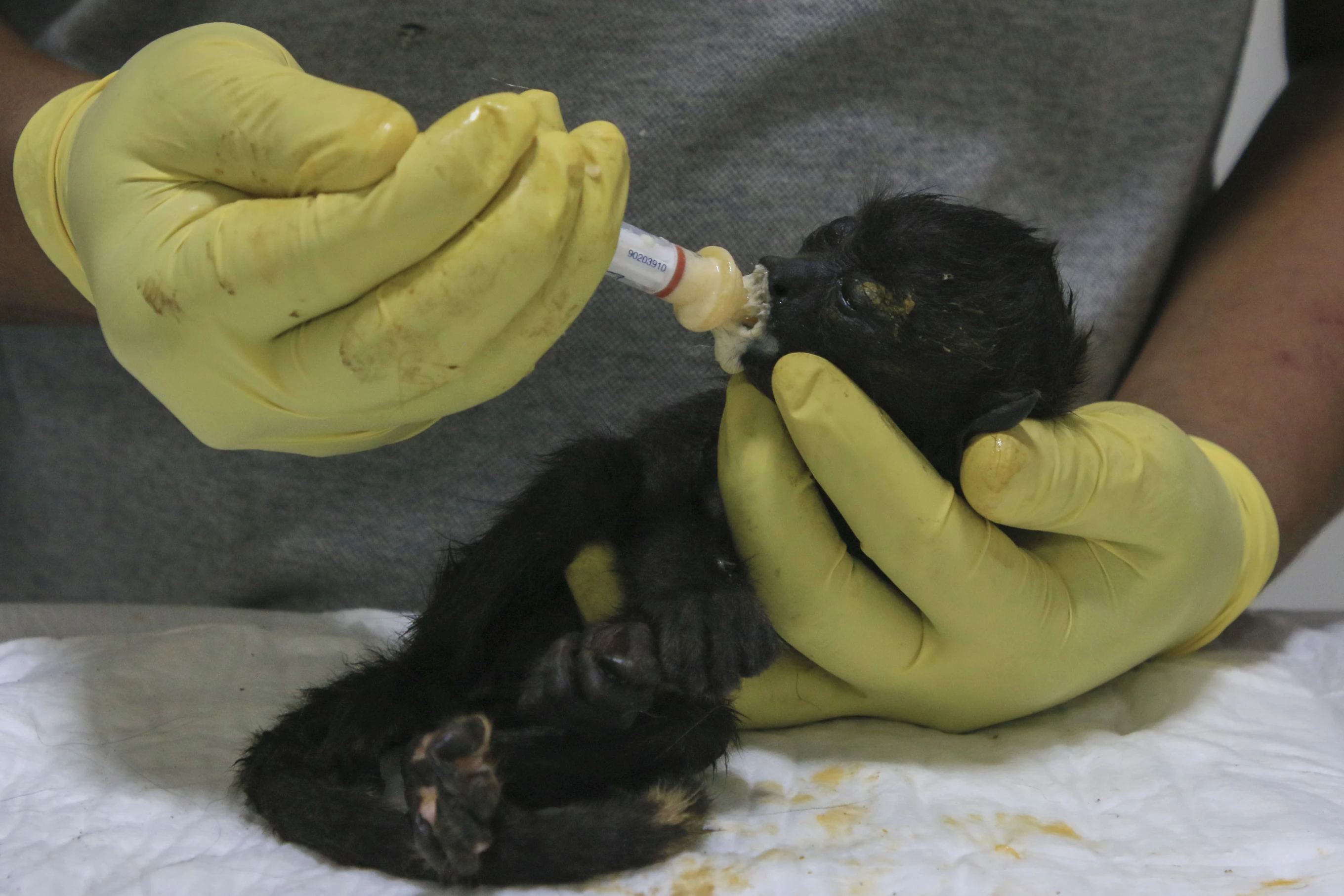 A veterinarian feeds a young howler monkey rescued amid extremely high temperatures in Tecolutilla, Tabasco state, Mexico, Tuesday, 21 May 2024. Dozens of howler monkeys were found dead in the Gulf coast state while others were rescued by residents who rushed them to a local veterinarian. Photo: Luis Sanchez / AP Photo