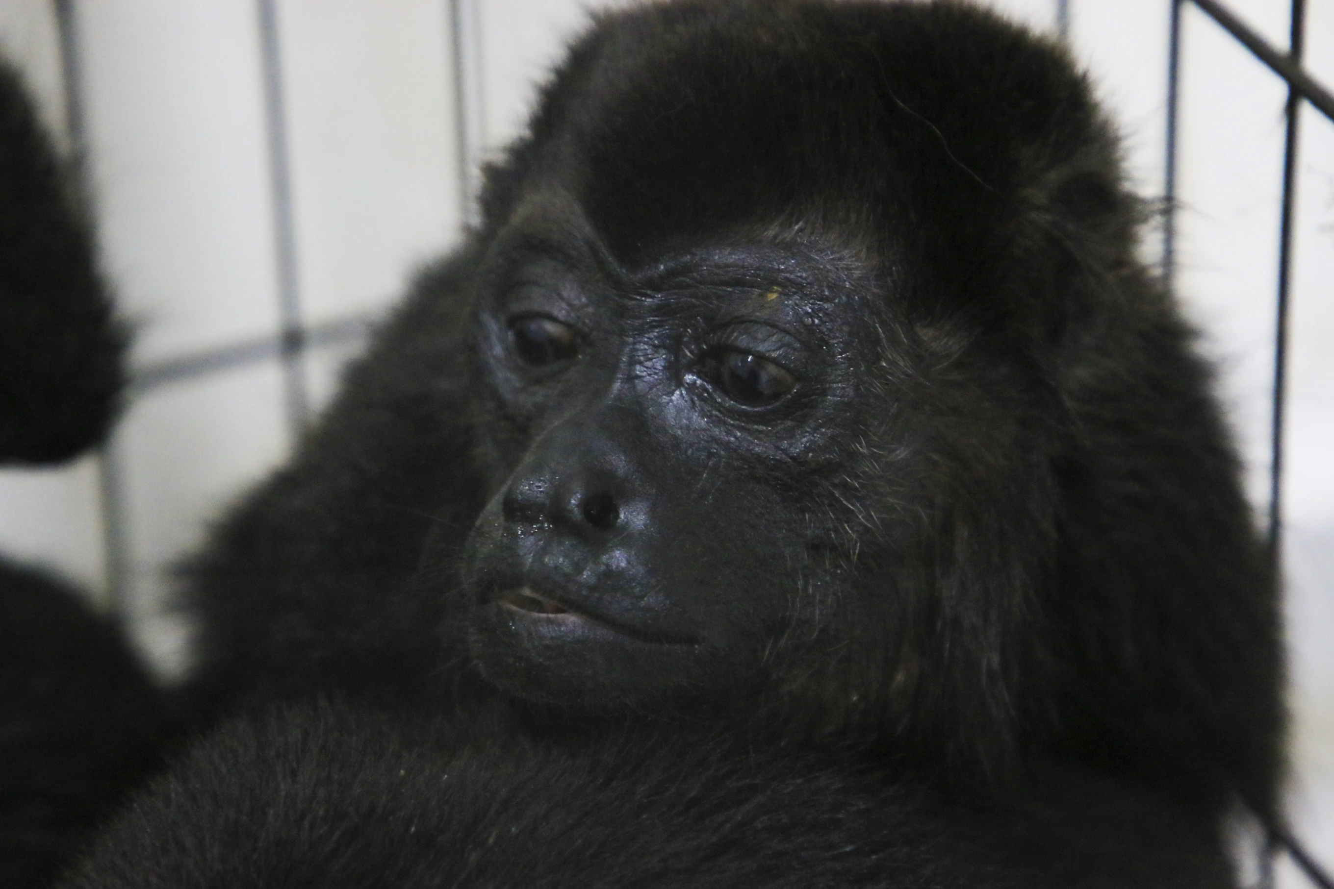 A howler monkey sits inside a cage with others at a veterinarian clinic after they were rescued amid extremely high temperatures in Tecolutilla, Tabasco state, Mexico, Tuesday, 21 May 2024. Photo: Luis Sanchez / AP Photo