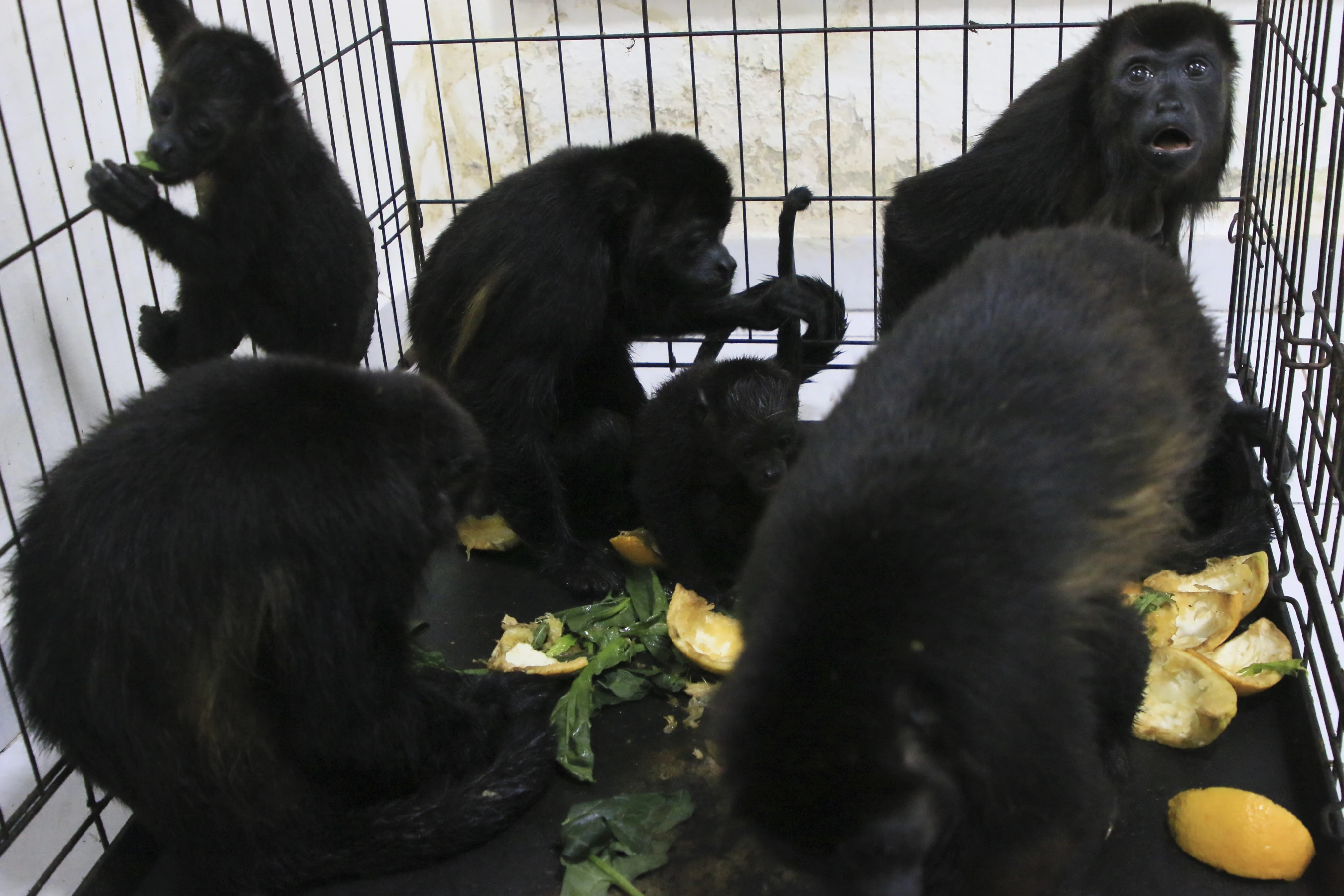 Howler monkeys sit in a cage at a veterinarian clinic after they were rescued amid extremely high temperatures in Tecolutilla, Tabasco state, Mexico, Tuesday, 21 May 2024. Photo: Luis Sanchez / AP Photo