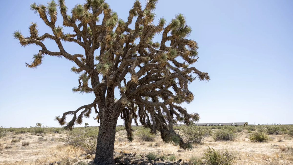 Joshua trees, such as this 25-foot-tall specimen that is 150 to 200 years old, are threatened with removal for a solar project in Boron by Avantus, a California company that is mostly owned by KKR, the global private equity firm. Thousands of protected Joshua trees just outside this desert town, including many thought to be a century old, will be cut down to make way for the sprawling solar project. Residents worry that construction dust will spread valley fever. Photo: Myung J. Chun / Los Angeles Times