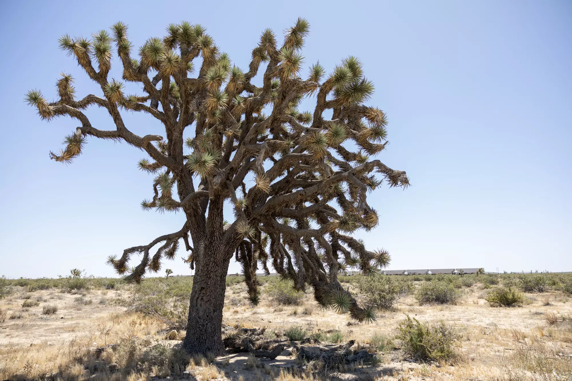 Joshua trees, such as this 25-foot-tall specimen that is 150 to 200 years old, are threatened with removal for a solar project in Boron by Avantus, a California company that is mostly owned by KKR, the global private equity firm. Thousands of protected Joshua trees just outside this desert town, including many thought to be a century old, will be cut down to make way for the sprawling solar project. Residents worry that construction dust will spread valley fever. Photo: Myung J. Chun / Los Angeles Times