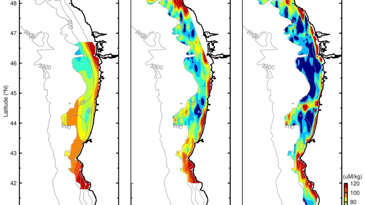 Maps of near-bottom dissolved oxygen in the continental shelf waters off the United States Pacific Northwest, 1950-2021. About half of the water near the seafloor off the Pacific Northwest coast experienced low-oxygen conditions in 2021. Data from 1950 to 1980 are from the World Ocean Database32, data from 2009–2018 are from the NOAA Groundfish survey, and data from 2021 are from this study. Graphic: Barth, et al., 2024 / Nature Scientific Reports