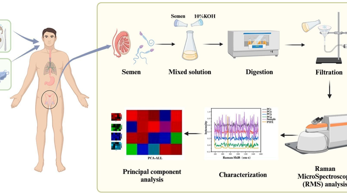 Diagram showing how microplastics enter the human body and are detected in semen by using Raman spectroscopy. Graphic: Li, et al., 2024 / Science of The Total Environment