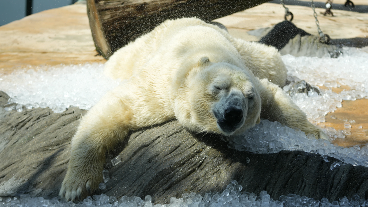 A polar bear cools down in ice that was brought to its enclosure on a hot and sunny day at the Prague zoo, Czech Republic, Wednesday, 10 July 2024. Photo: Petr David Josek / AP Photo