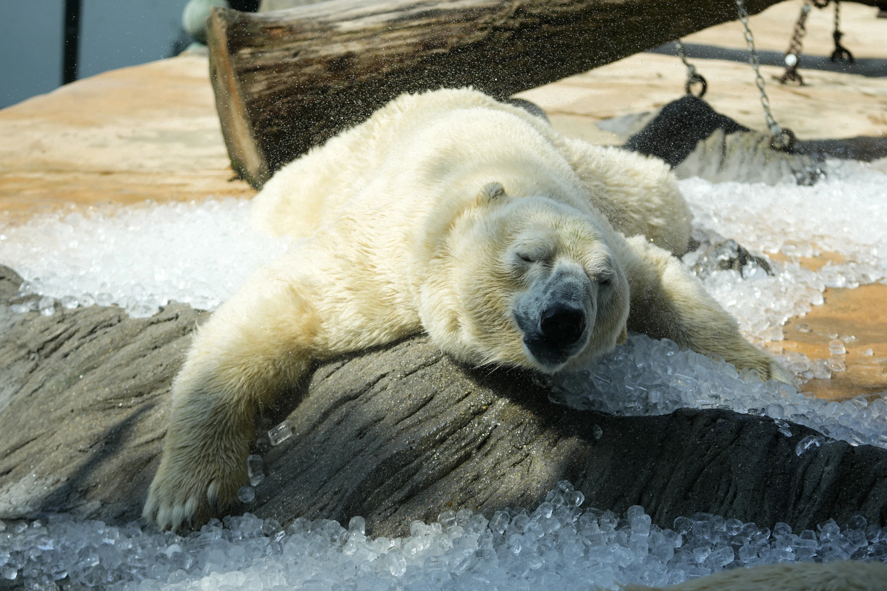 A polar bear cools down in ice that was brought to its enclosure on a hot and sunny day at the Prague zoo, Czech Republic, Wednesday, 10 July 2024. Photo: Petr David Josek / AP Photo