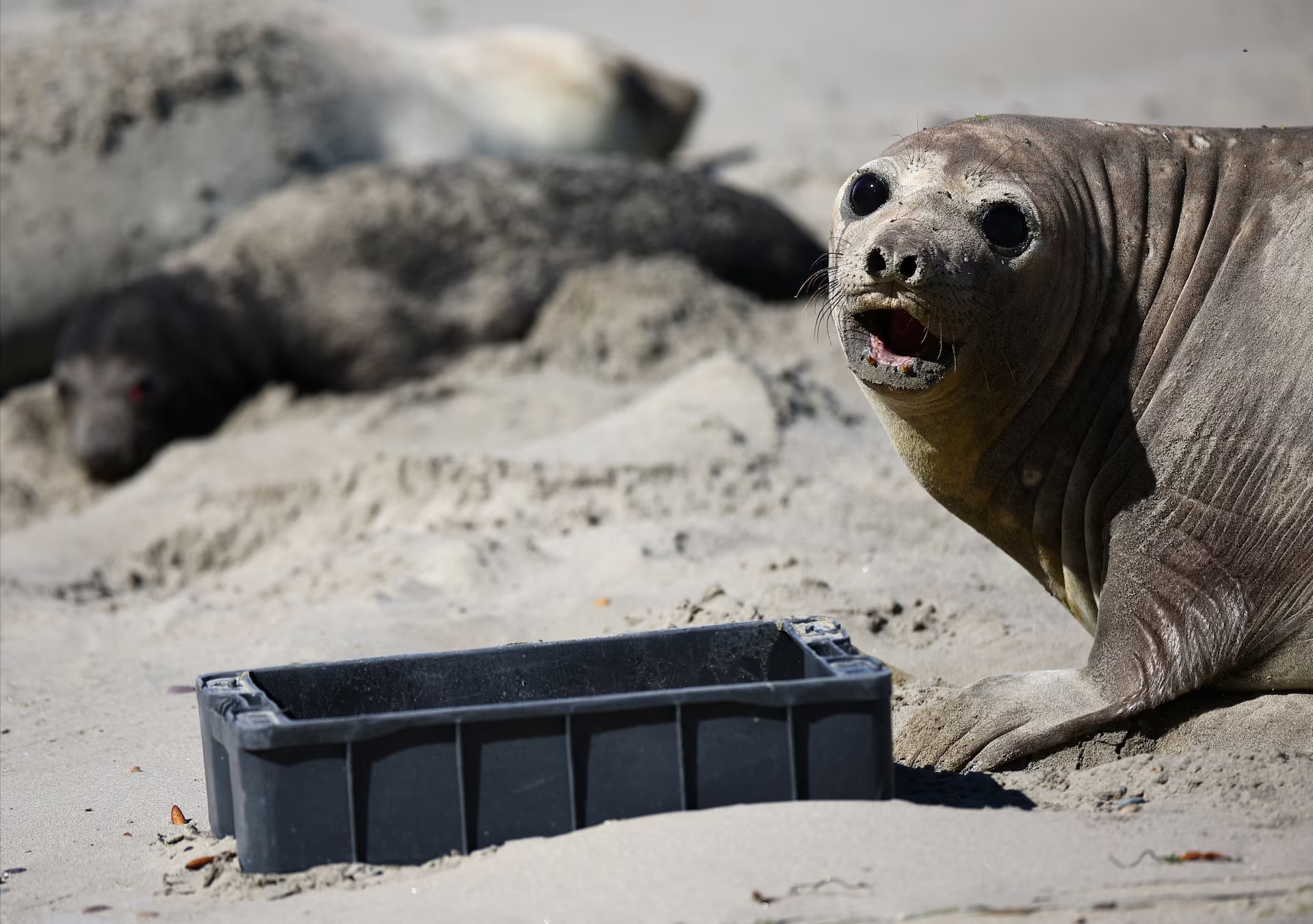 An elephant seal takes a sunbath next to plastic garbage on a beach, in Pico Sayago, in the Patagonian province of Chubut, Argentina, 26 September 2024. Photo: Agustin Marcarian / REUTERS