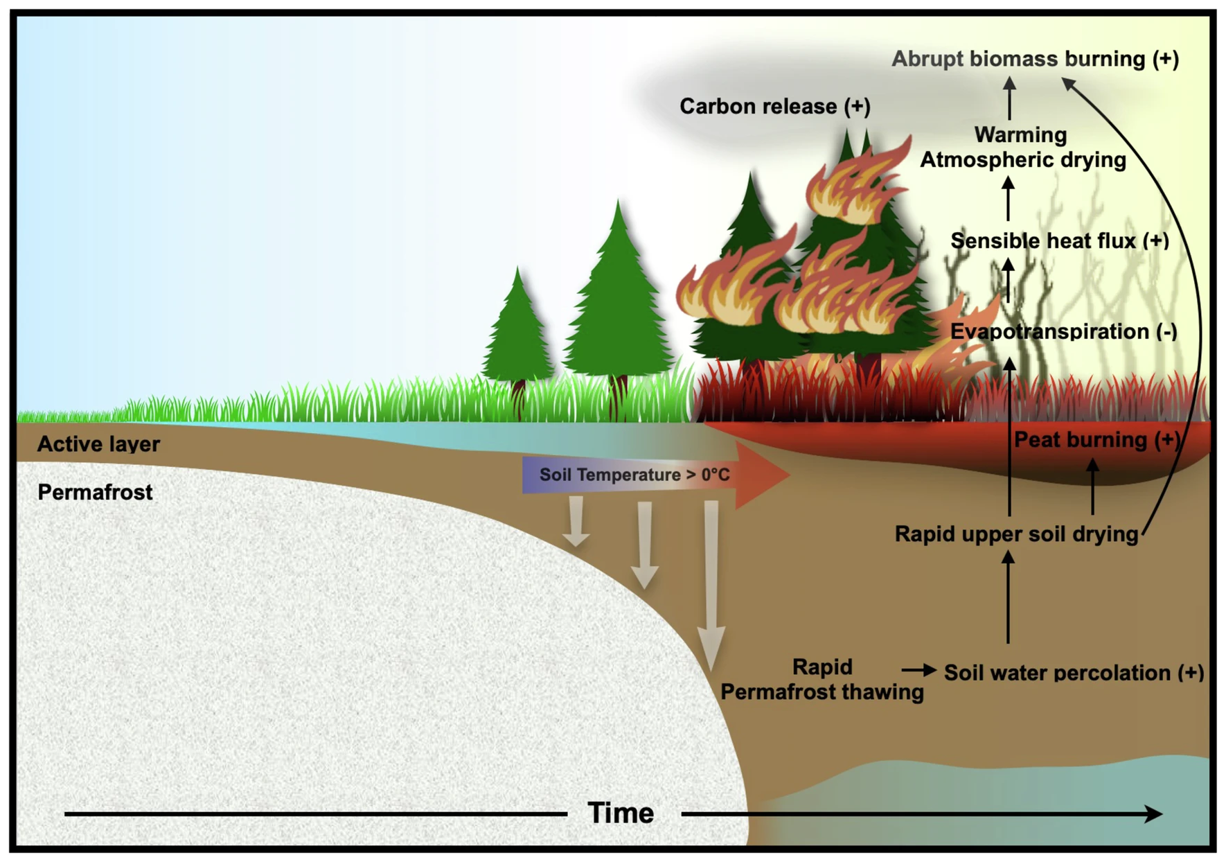 Permafrost thaw occurs in response to increasing greenhouse gas concentrations when soil temperatures exceed 0 °C. A rapid thaw over the ice-rich Arctic-Subarctic permafrost regions can trigger a subsequent abrupt drying of the upper soil due to increasing soil water percolation and an associated reduction in summer soil evaporation. This, in turn, increases sensible heat fluxes from the surface to the atmosphere, generating near-surface atmospheric warming and an increase in atmospheric dryness. These rapidly emerging conditions can promote wildfire. Moreover, positive trends in CO2 fertilization in the CESM2-LE model further increase vegetation carbon stocks, which can serve as additional fuel for combustion, thereby contributing to the intensification of wildfires. Graphic: Kim et al., 2024 / Nature Communications