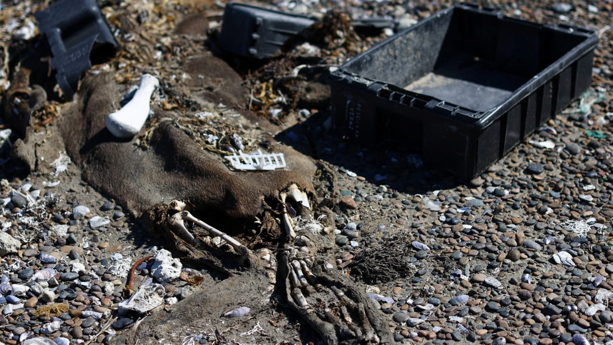 The carcass of an elephant seal is seen next to plastic garbage on a beach, in Pico Sayago, in the Patagonian province of Chubut, Argentina, 26 September 2024. Photo: Agustin Marcarian / REUTERS