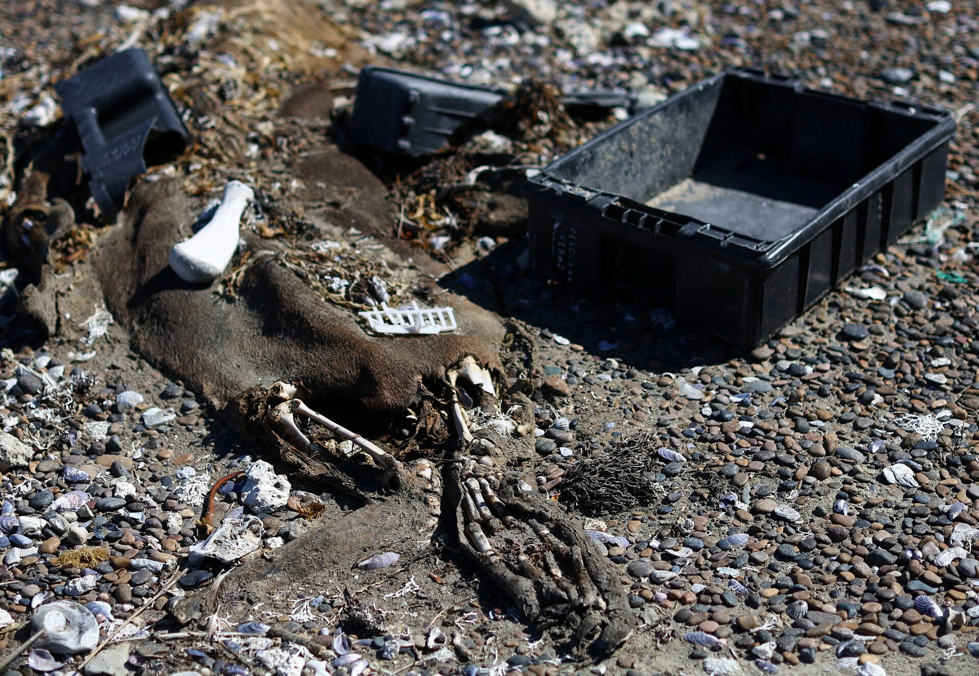 The carcass of an elephant seal is seen next to plastic garbage on a beach, in Pico Sayago, in the Patagonian province of Chubut, Argentina, 26 September 2024. Photo: Agustin Marcarian / REUTERS